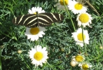 PICTURES/Gallery2/t_Brown butterfly on daisies (211).jpg
